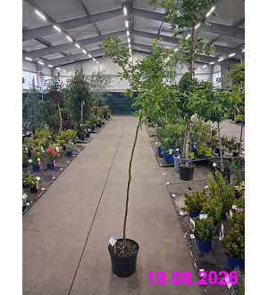 Laburnum wat. 'Vossii' C 10 L